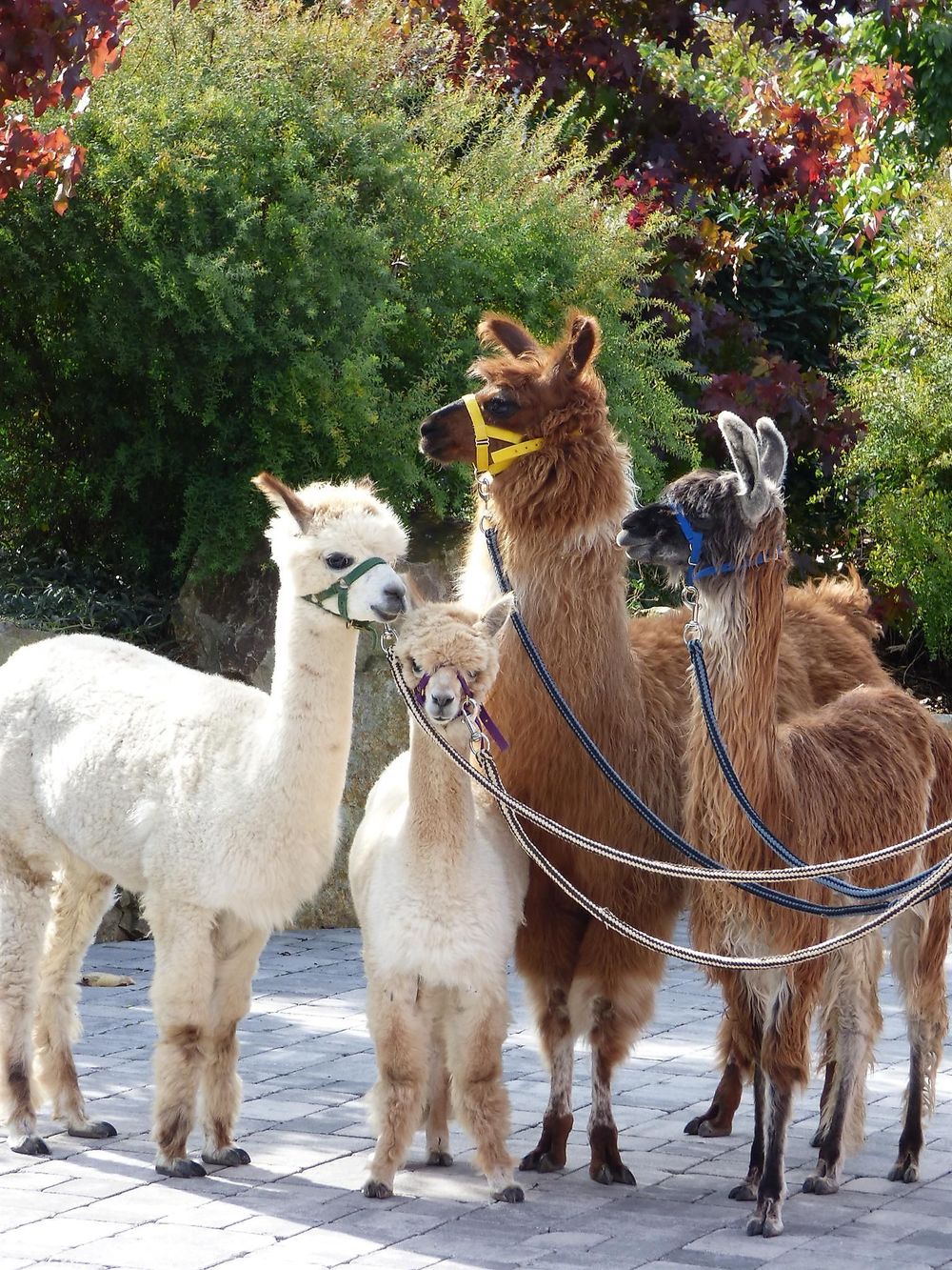 Lucky Lama   Ein Erlebnis für jedes Alter   j2q9y