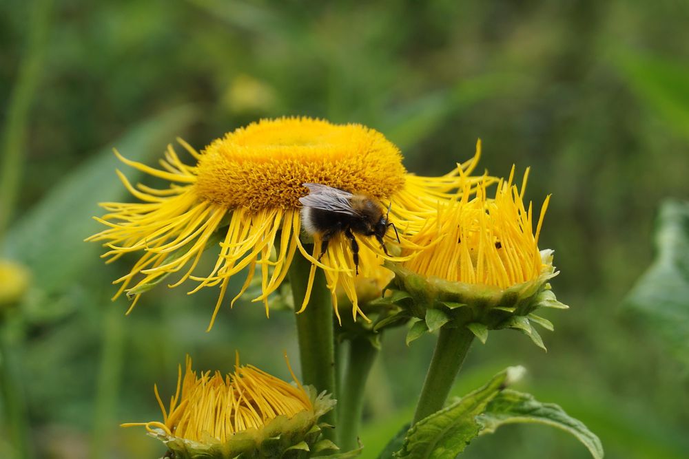 Bienenpfad m7t30