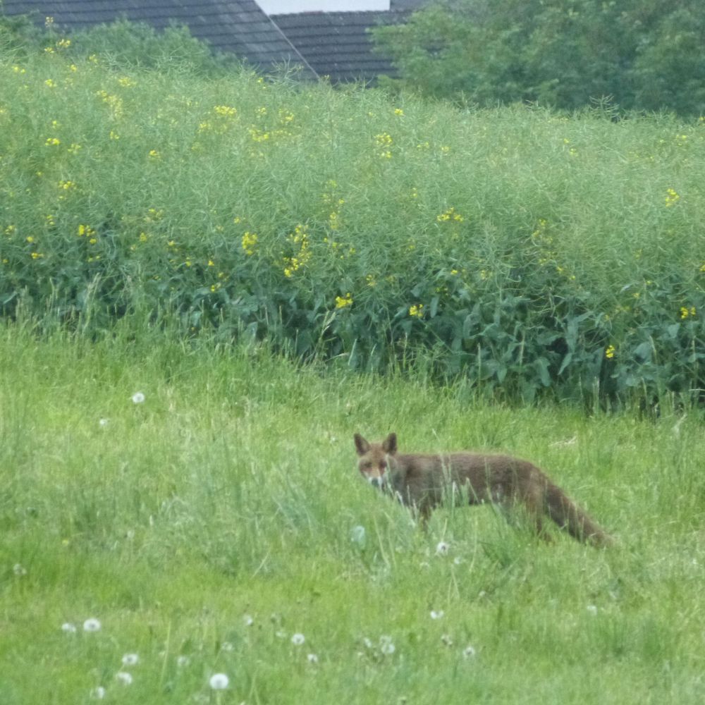 Villa Mosel yngdp