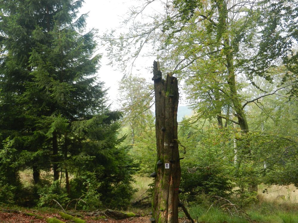 Nationalpark Traumschleife Gipfelrauschen zuaig