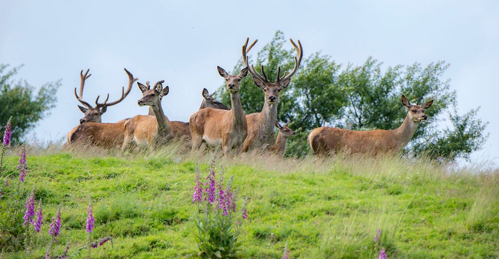 Nationalpark Traumschleife Börfinker Ochsentour zfj3xe