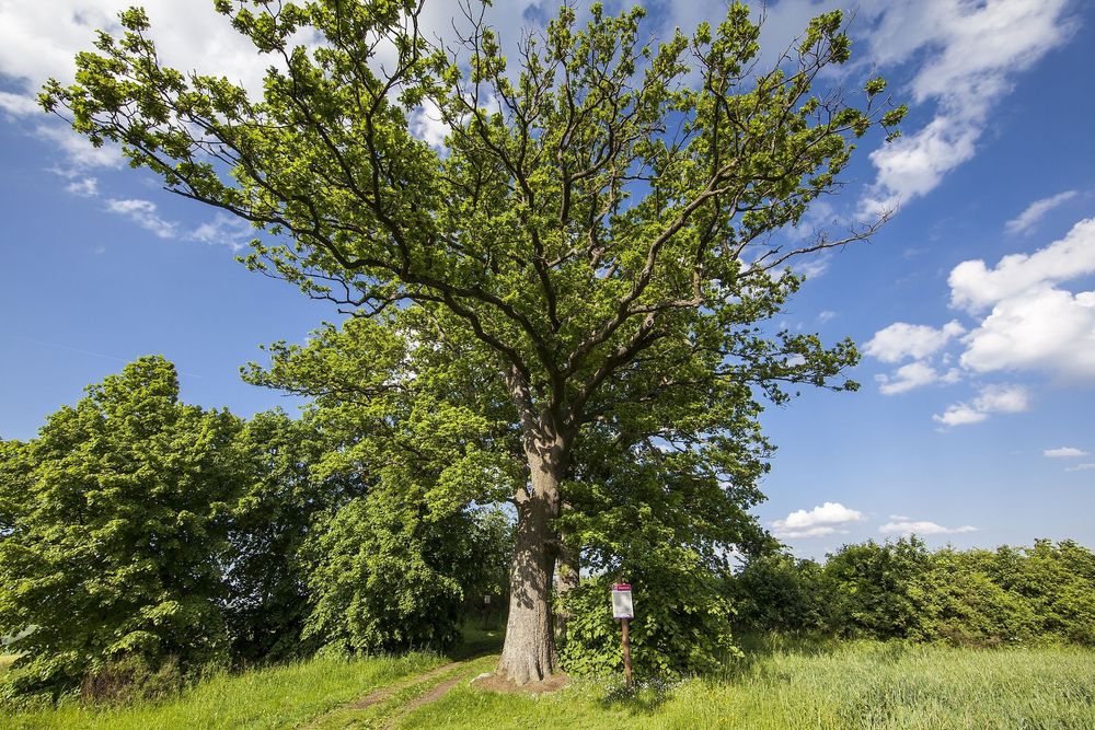 Radroute "Panoramatour auf dem Sonnenplateau" zdpztx