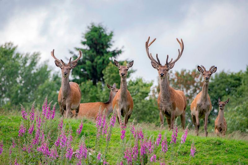 events/wildwochen-xsaar-hunsrueck-d217