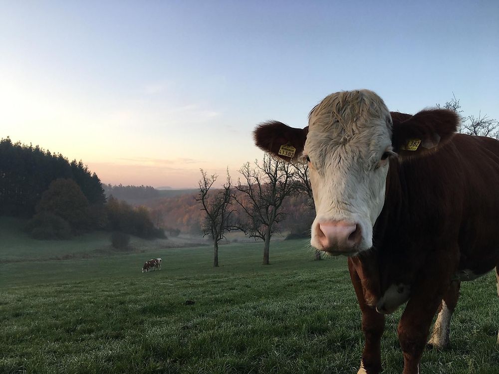 Wandergenuss rund um Lampaden ytktuu