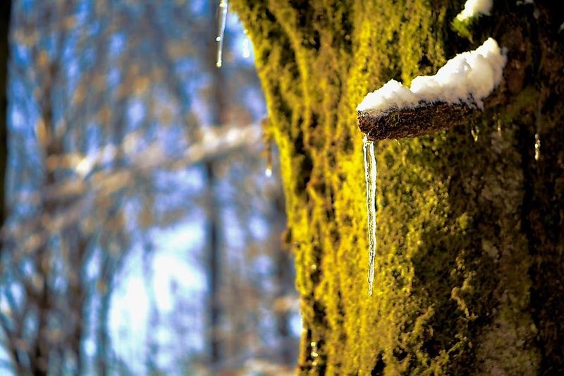 tochten/winterwandertour-um-rinzenberg-aaf5