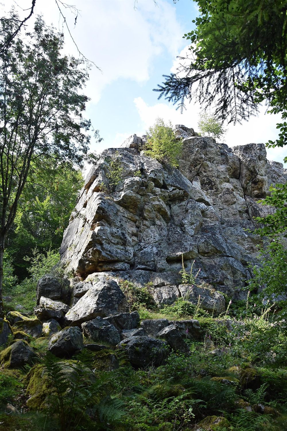 Graue Eltz ymnbbo