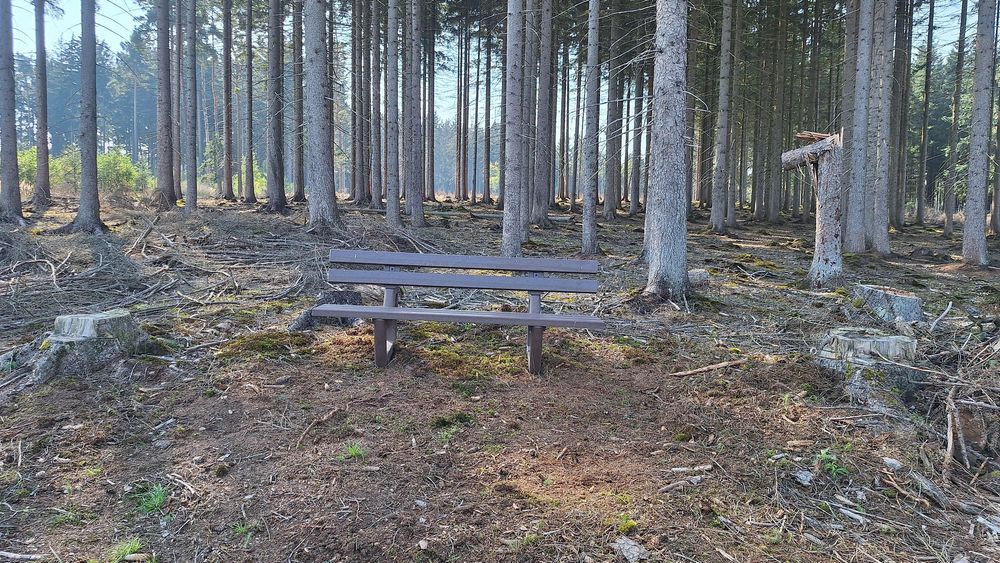 Kinderwald am Grenzgängerweg ygw1a9
