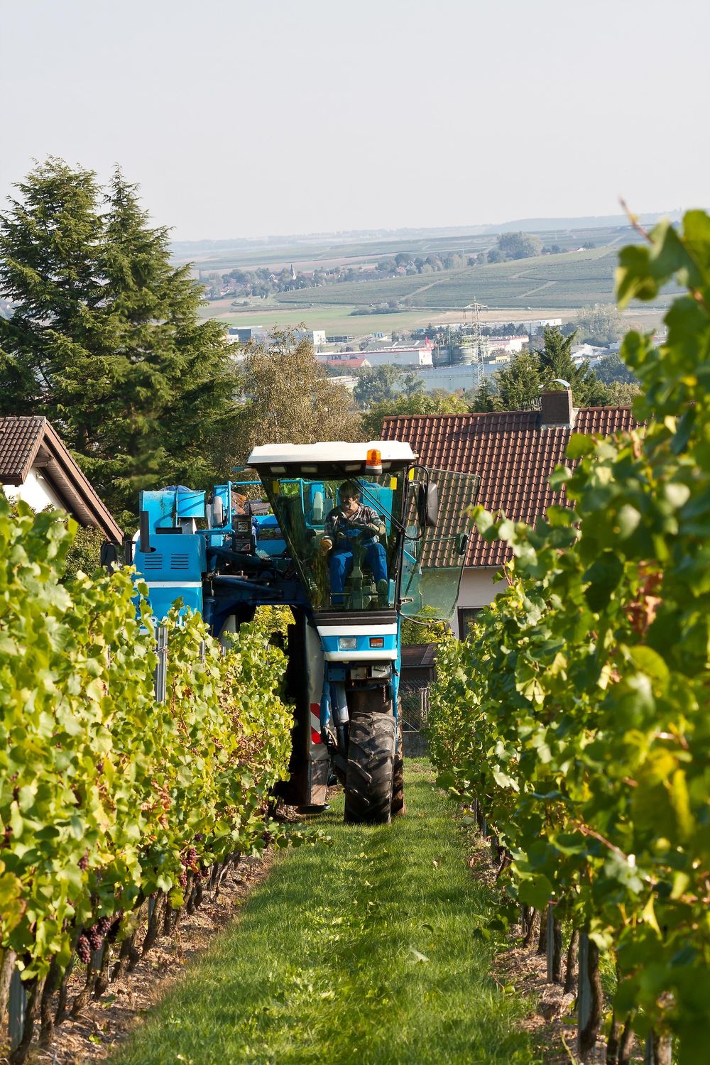 Weingut & Gästezimmer Butzbach yf4fhh