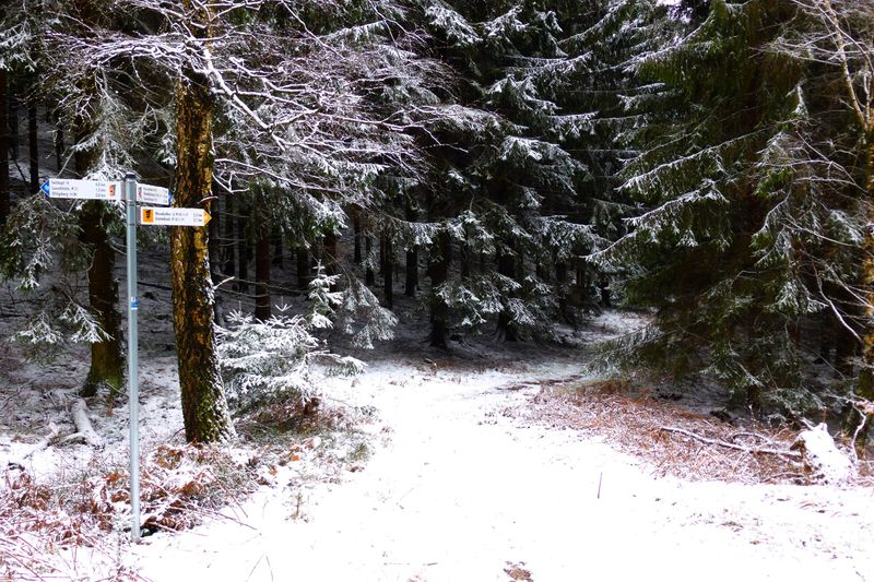 Soonwaldsteig   Zuweg Rheinböllen/Dichtelbach yf3miy