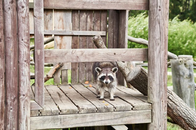 Tierpark Rheinböllen yddduq