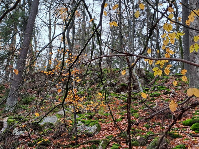 events/natur-als-xspiegel-der-xseele-im-felke-heilwald-3e5b