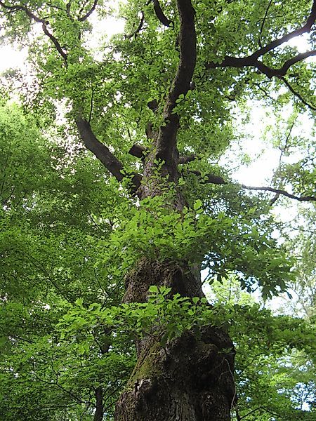 Traumschleife Erzgräberweg xatdlq