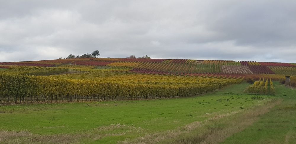 Rosengarten Rundweg Rüdesheim wzazut