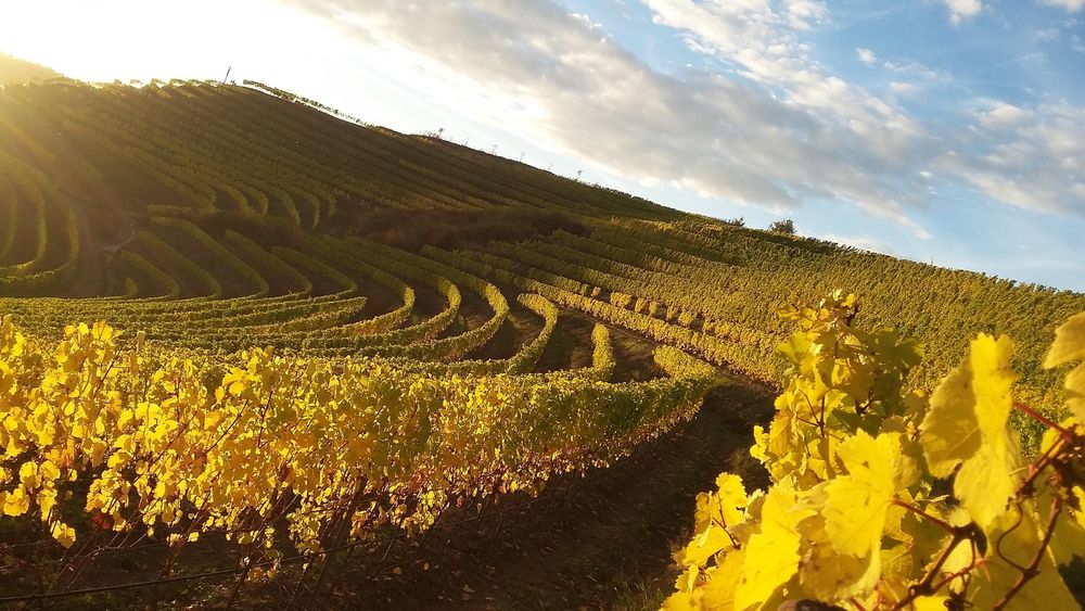 Weingut & Gästezimmer Butzbach wytlw3