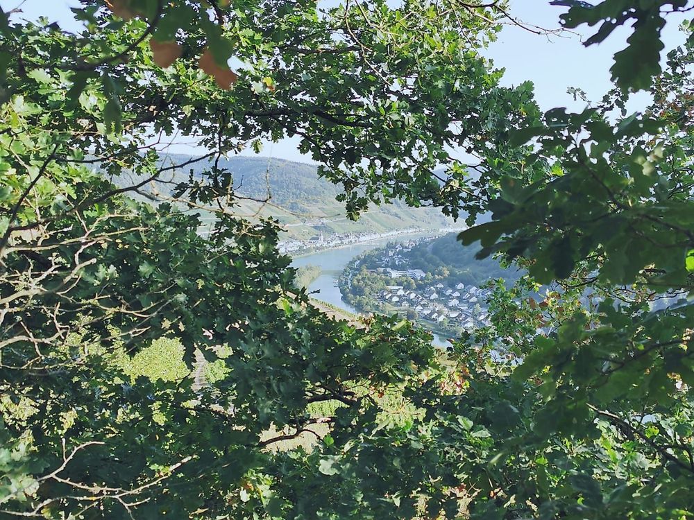 Pissamann Rundwanderweg Zell Merl wvk8ts