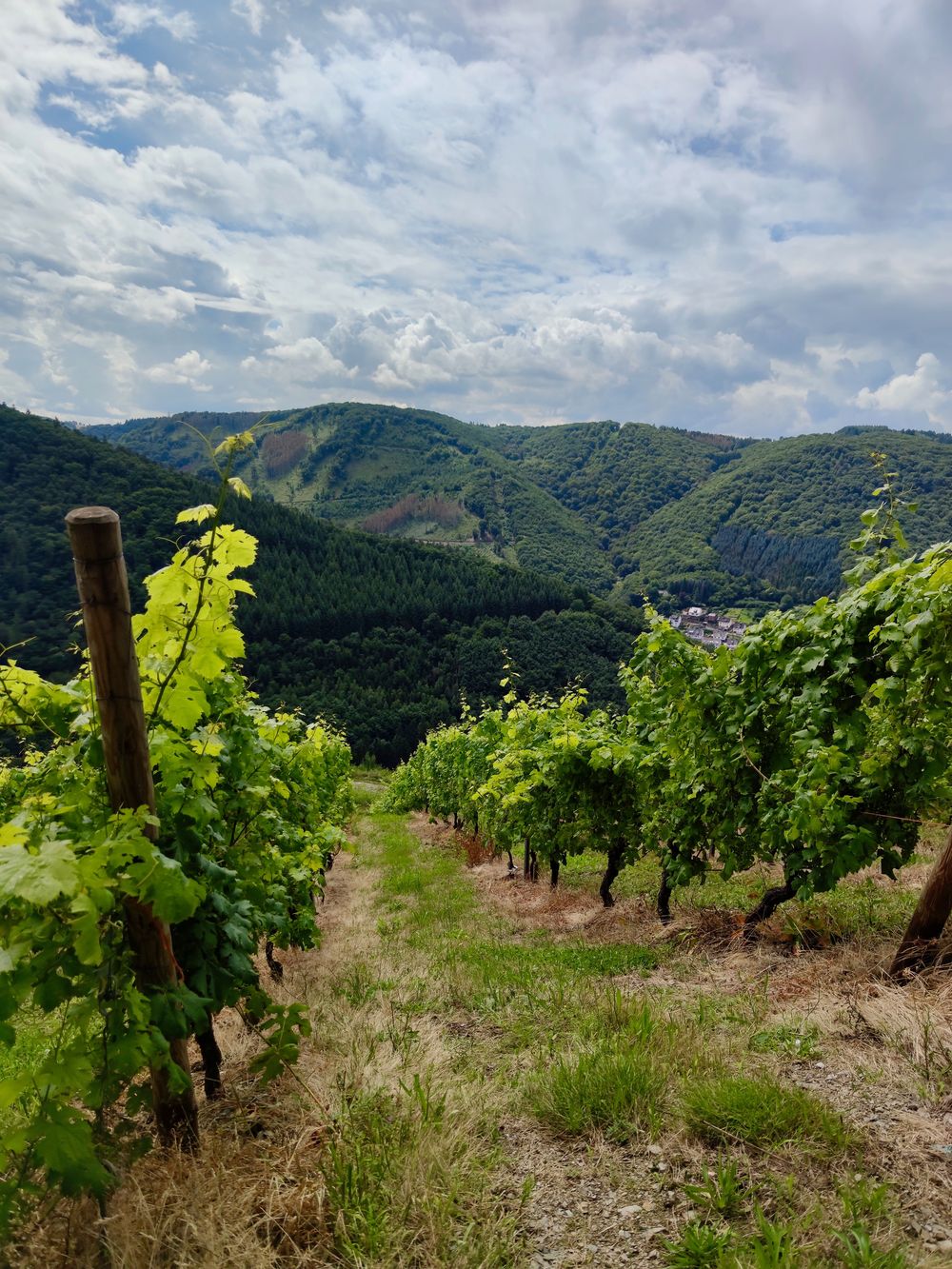 Rundwanderweg „Liebesschlucht“, Zell (Mosel) wrrn80