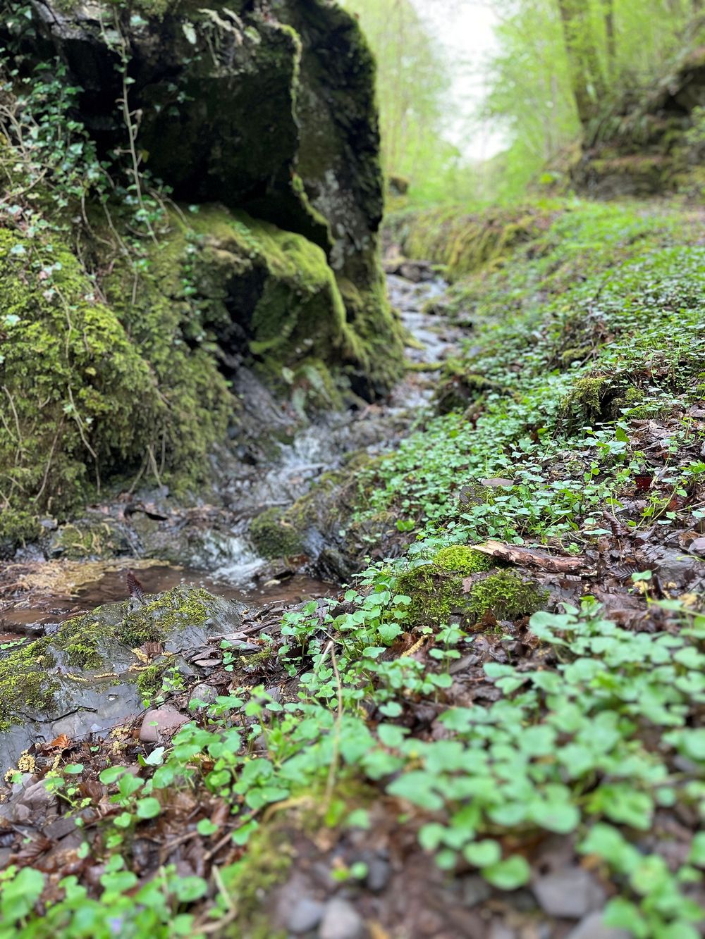 Familienwanderung in Sankt Aldegund: Die Suche nach den versteinerten Feen und Kobolden y1gtwq