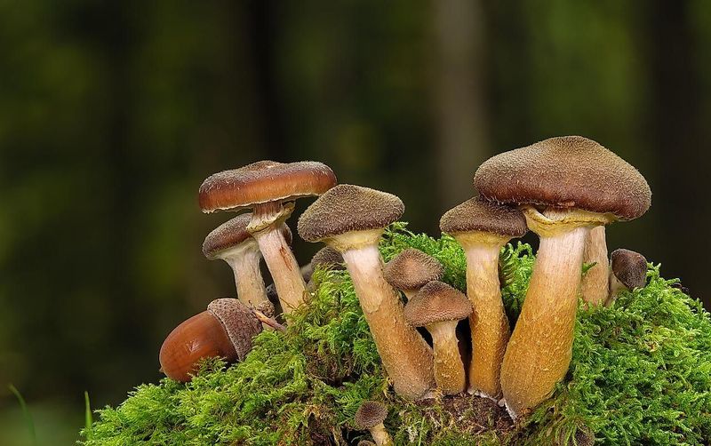 Hexe Henriette und die geheime Welt der Pilze wjr4l0