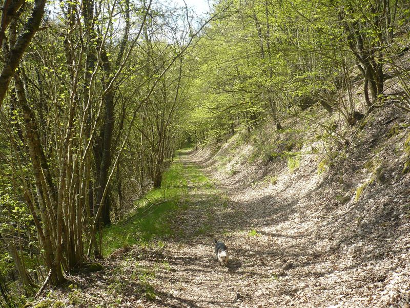 "Odels Uwe" Wanderweg Kronweiler wbomet