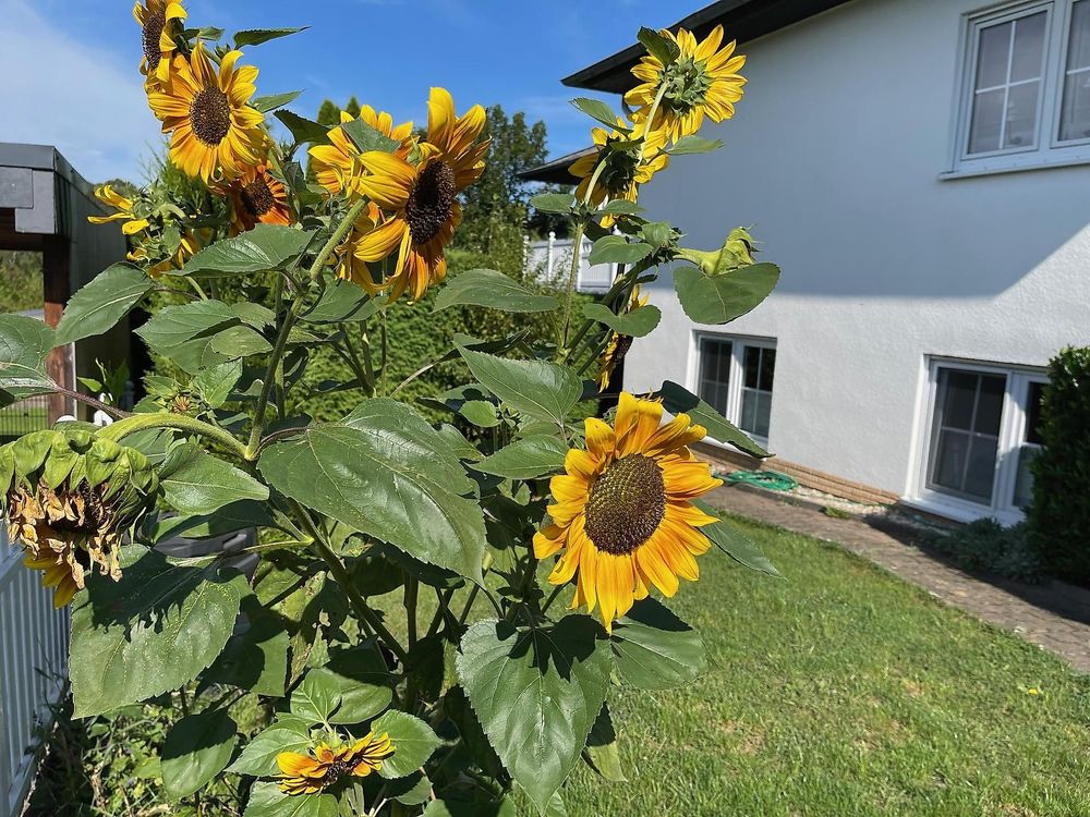 Ferienwohnung Sauer wbgxzm