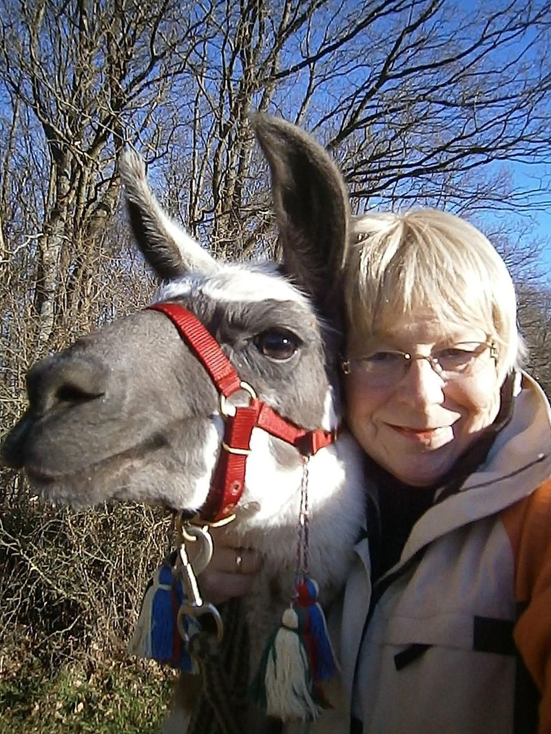 Lama Alpakawanderung: Schnuppertour mit Imbiss vzzh4j