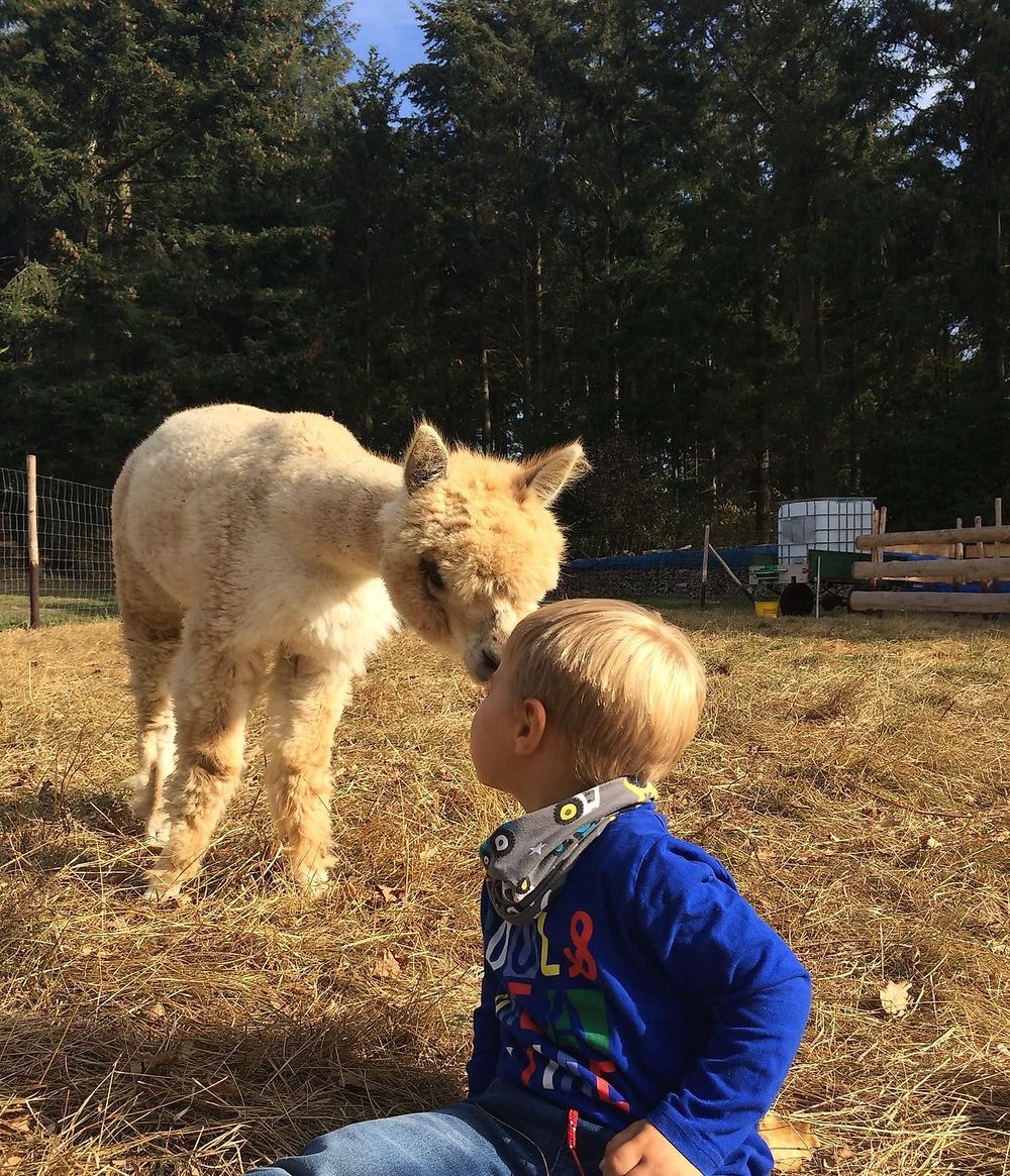 Lucky Lama   Ein Erlebnis für jedes Alter   x0fc19