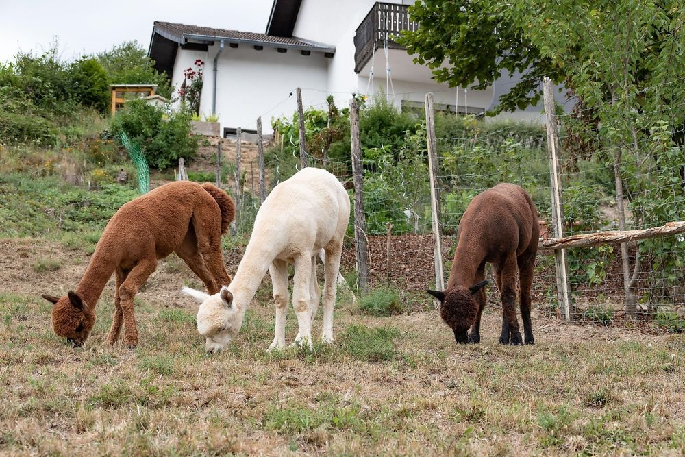 Ferienwohnung Alpaka Blick vj3xzt
