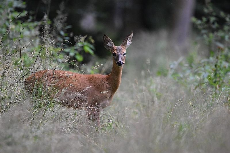 Die spannende Welt der Waldtiere vczcir