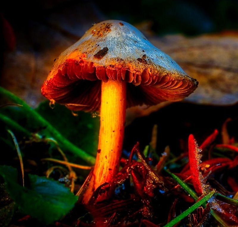 evenementen/fotowalk-paddenstoelen-en-landschap-in-de-herfst-0d32