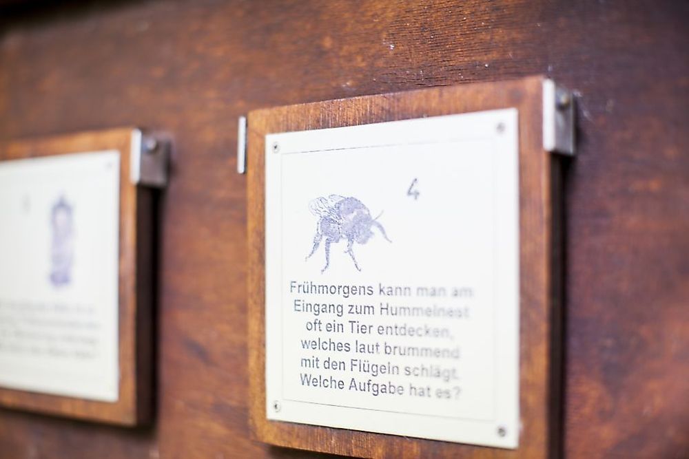 Traumschleifchen Zauberwald   Willy Wurzels Naturerlebnisweg uuecm4