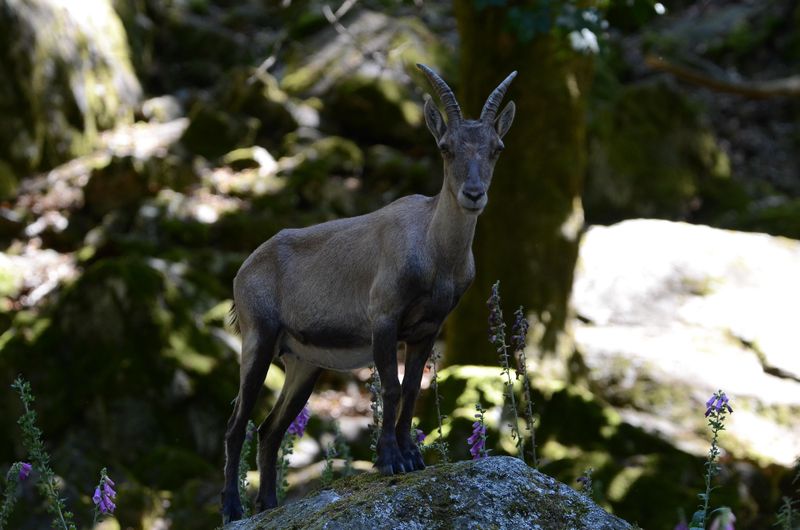 Nationalpark Tor Wildenburg & Wildfreigehege ur4fpp