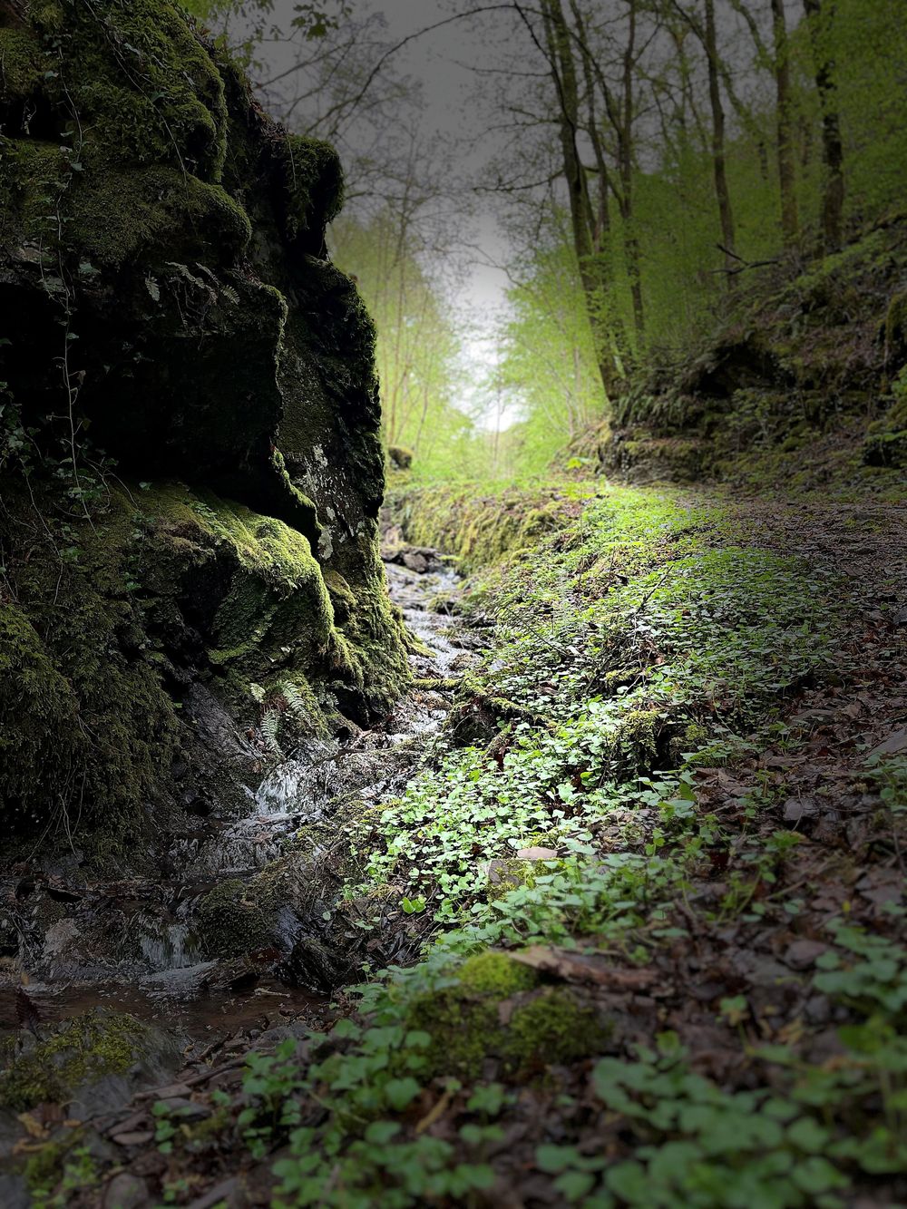 Familienwanderung in Sankt Aldegund: Die Suche nach den versteinerten Feen und Kobolden w0f0th