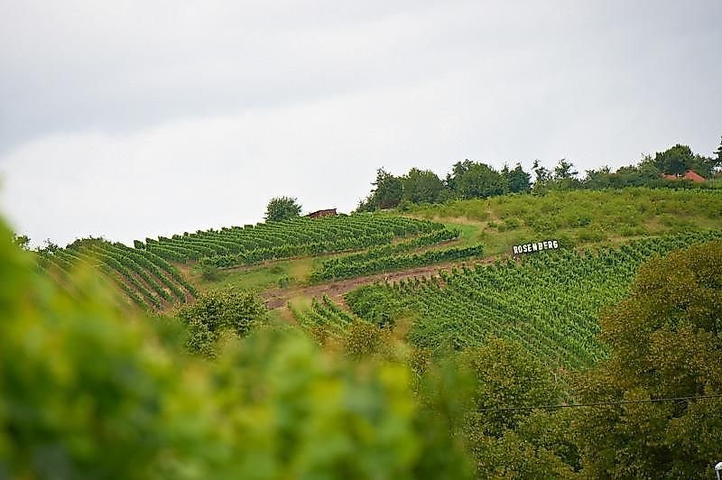 Weingut und Gästehaus Franzmann w08r3t