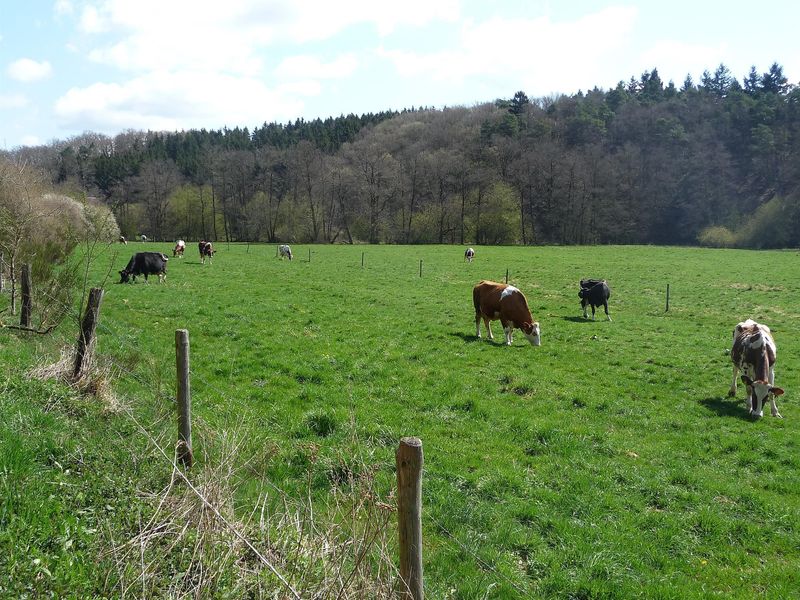 pois/bachwanderweg-283f