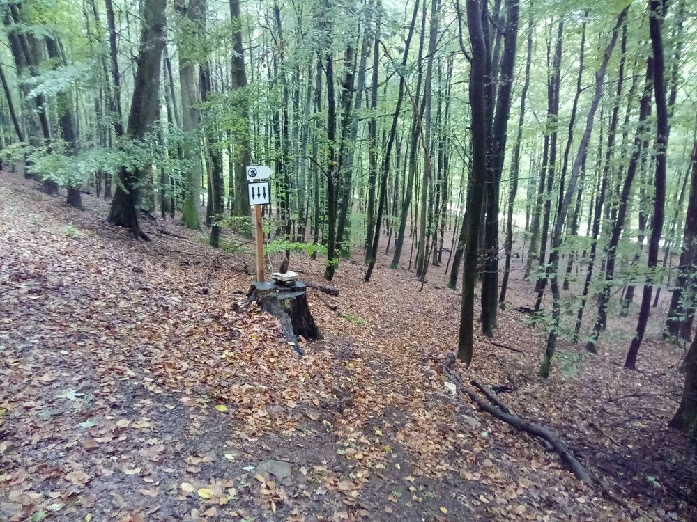 RadLust MTB Trail WaldMeister ufqwtl