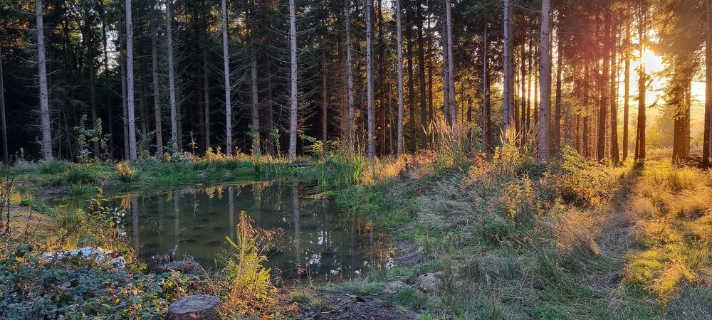 Traumschleifchen Junge Wald tyqm38