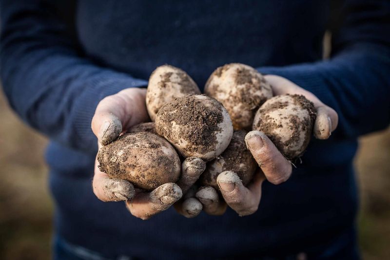 Kartoffeltage Saar Hunsrück trjp6k