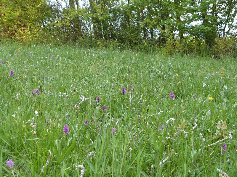 Meckenbacher Orchideenweg v2m020