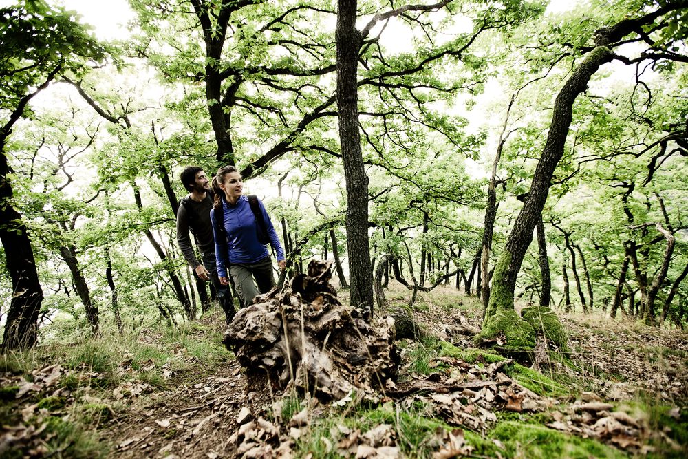 Soonwaldsteig   Etappe 5: Rheinböllen Jägerhaus tore63