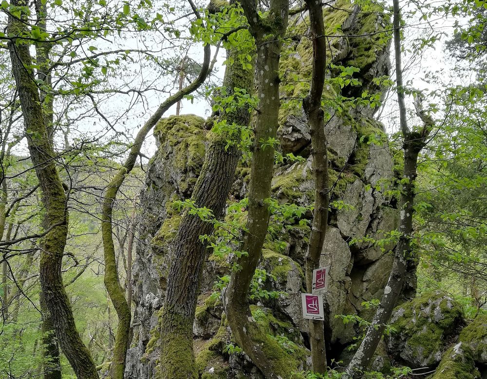 Traumschleife Dhrontal Wackentour v1nnuy