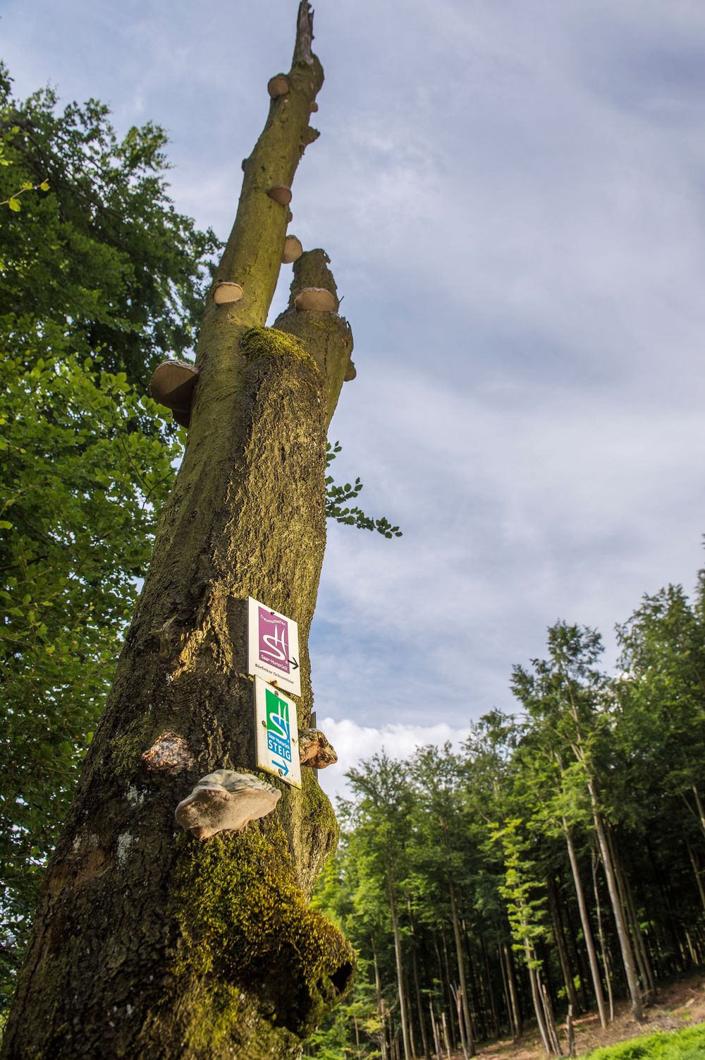Nationalpark Traumschleife Börfinker Ochsentour v1cafd