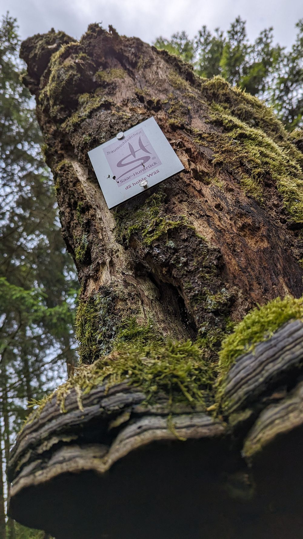 Traumschleifchen "Dä hohle Wää" v188w9