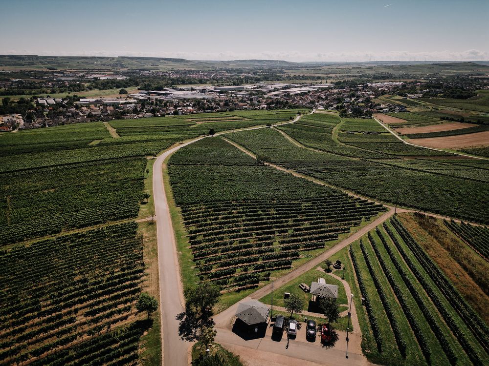 Vitaltour "Wald, Wein & Horizonte" tf535s
