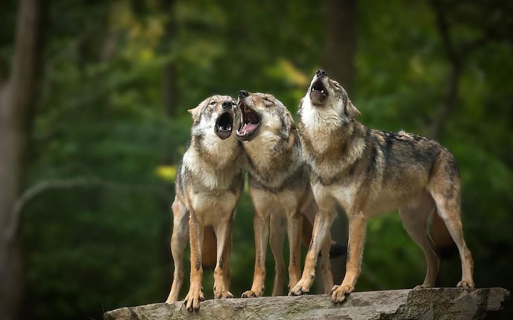 Nationalpark Tor Wildenburg & Wildfreigehege tcxlcu