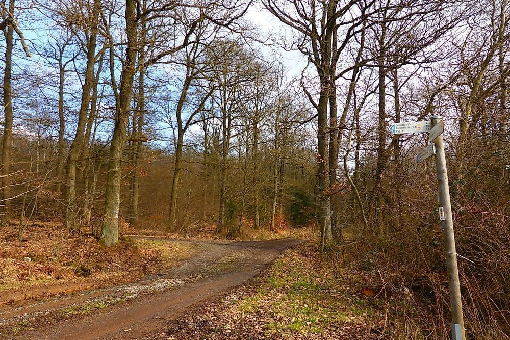 Soonwaldsteig   Zuweg Henau rrpv94
