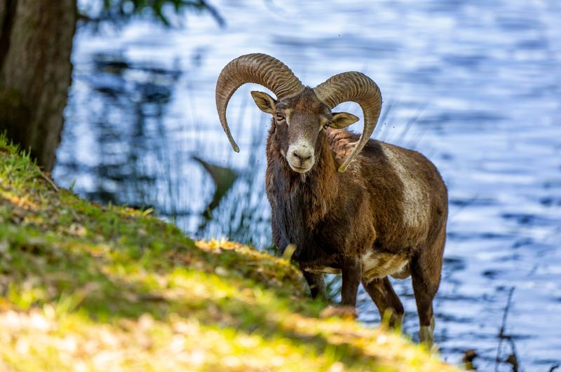 Tierpark Rheinböllen rk7sm4