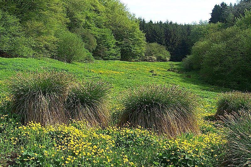 Traumschleife Waldsaumweg rhtten