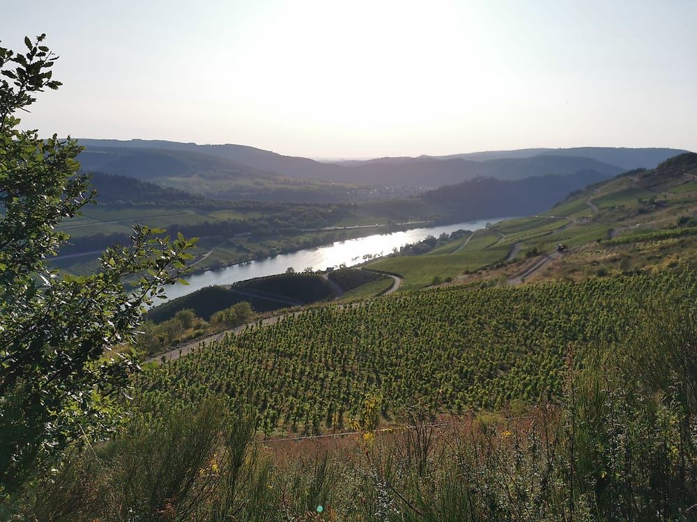 Pissamann Rundwanderweg Zell Merl rhmkka