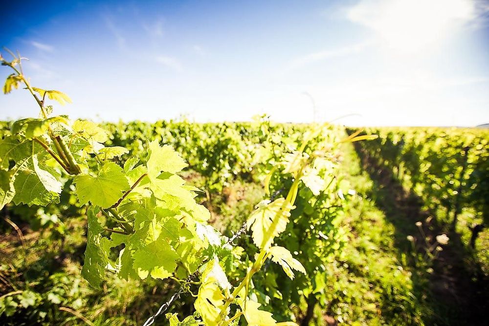 Weinwanderweg Windesheim s4xc3n