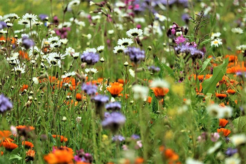 events/wildkraeuter-im-park-0436